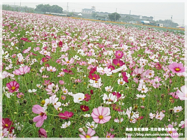 花海(紫)1.JPG 花海(紫)1.JPG