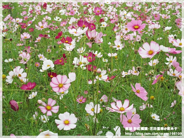 花海(紫)2.JPG 花海(紫)2.JPG