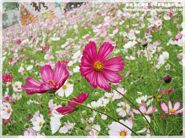 花海(紫)3.JPG 花海(紫)3.JPG