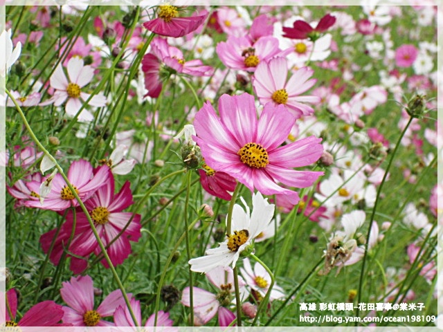 花海(紫)4.JPG 花海(紫)4.JPG