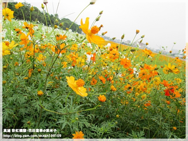 花海(黃)1.JPG 花海(黃)1.JPG