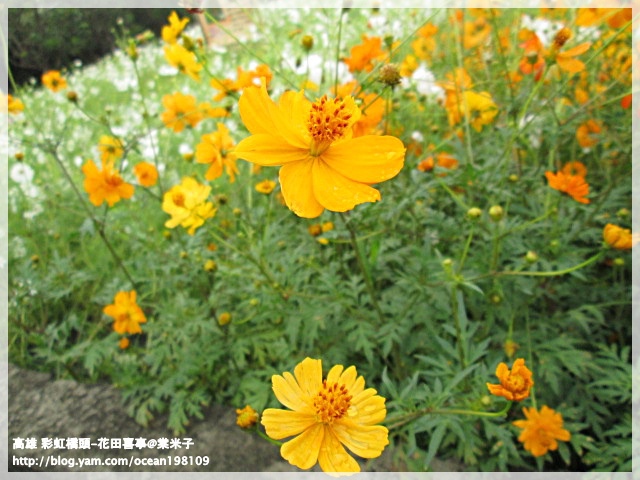 花海(黃)2.JPG 花海(黃)2.JPG