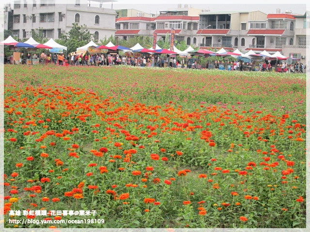 花海(橘)1.JPG 花海(橘)1.JPG