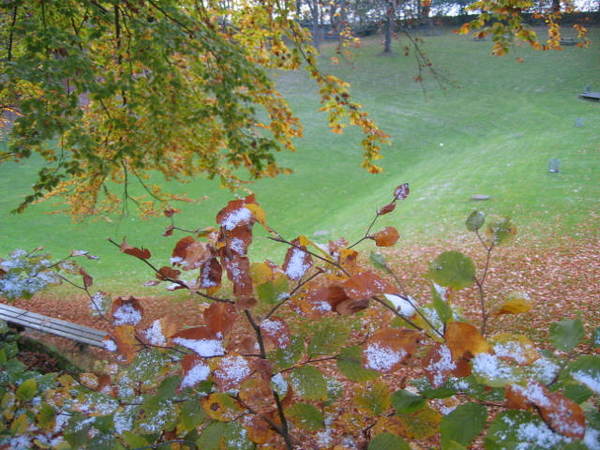 snow on the leaves