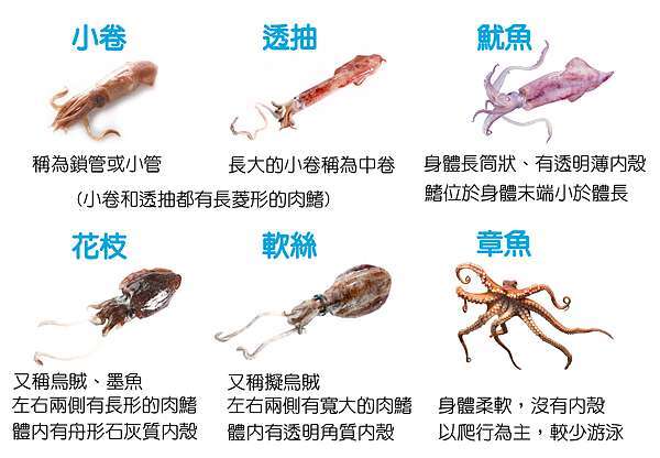 小卷、透抽、魷魚、花枝、軟絲、章魚怎麼分？讓我告訴你! @ 錢都日式涮涮鍋-士林承德加盟店:: 痞客邦::