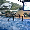 花蓮海洋公園的海豚2