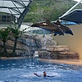 花蓮海洋公園的海豚4
