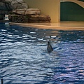 花蓮海洋公園的海豚6---在搖呼拉圈