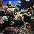海生館的珊瑚