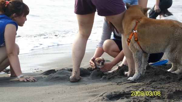 柴犬被丟到海裡，後腿都軟腳