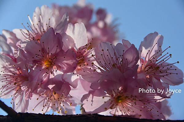 DSC_0460.jpg DSC_0460.jpg