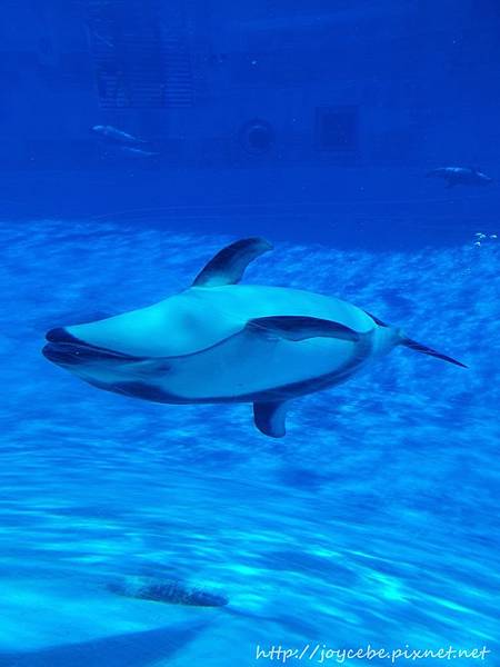 ▉2019北陸親子自駕▉Day2名古屋：名古屋港水族館/名古