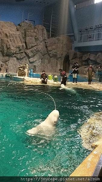 ▉2019北陸親子自駕▉Day2名古屋：名古屋港水族館/名古