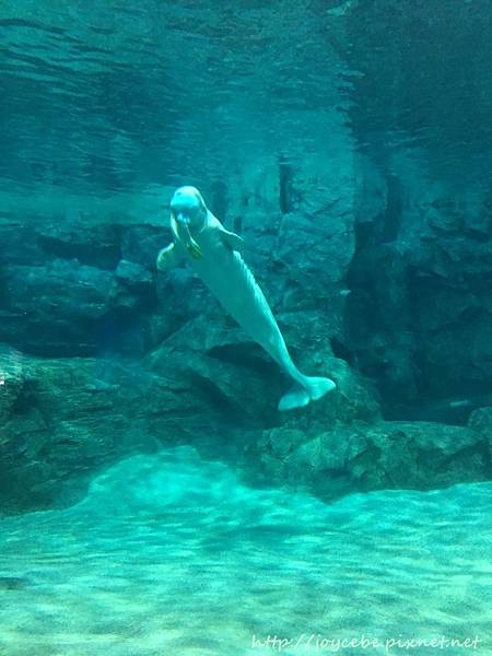 ▉2019北陸親子自駕▉Day2名古屋：名古屋港水族館/名古