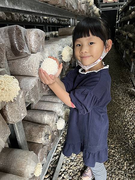 ▉桃園▉ 添丁養生黑木耳採菇去