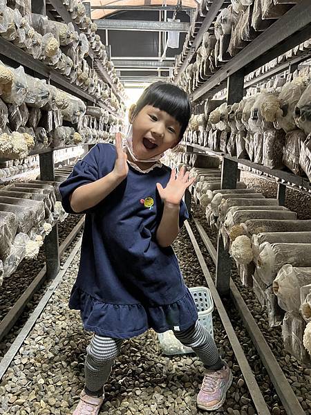 ▉桃園▉ 添丁養生黑木耳採菇去