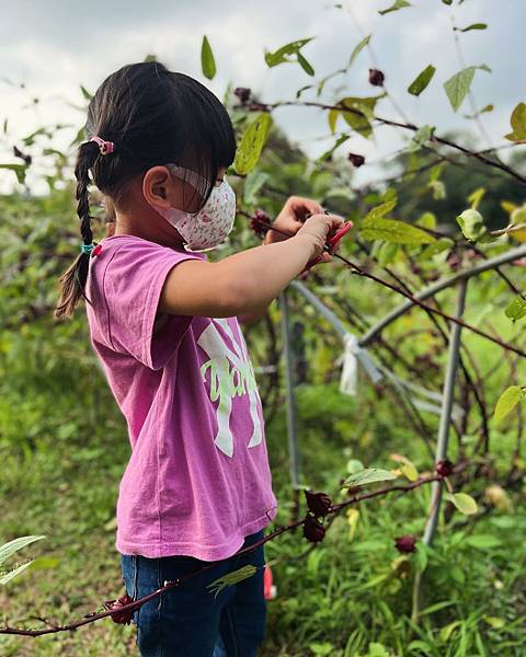 ▉土城▉ 彈藥庫劉老師自然教室。炭烤洛神花果醬吐司