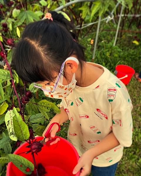 ▉土城▉ 彈藥庫劉老師自然教室。炭烤洛神花果醬吐司