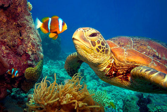 the-great-barrier-reef-facts-for-kids-turtle-and-clownfish.jpg