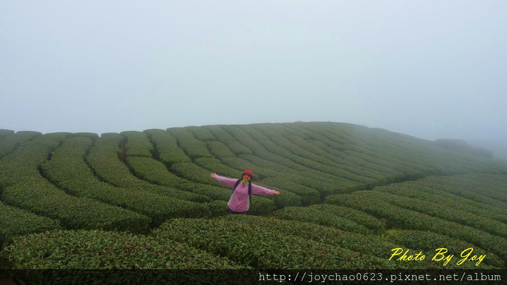 好大一片茶園喔！