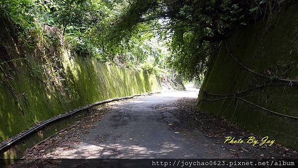 通往綠色隧道的路