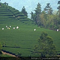 遠處有採茶人家