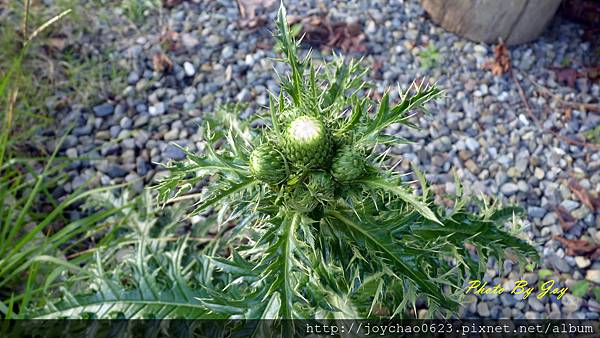 島薊沒開花咧！