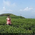 漂亮的茶園