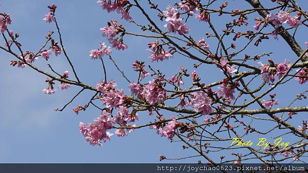 櫻花