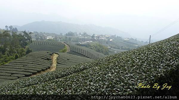 美美的茶園