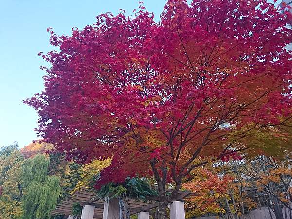 絕美紅葉 北海道秋日旅行 第2天 定山溪 夢幻洞爺湖 Joy阿桑的老去進行式 痞客邦