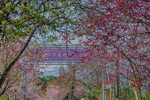 花之饗宴-南投信義草坪頭觀光茶園