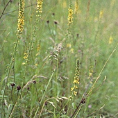 Agrimony