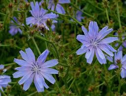 認識巴哈花精 8 菊苣chicory 怡然之光joyinlight 身心靈的療癒與提昇 痞客邦 認識巴哈花精 8 菊苣chicory 怡然之光joyinlight 身心靈的療癒與提昇 痞客邦