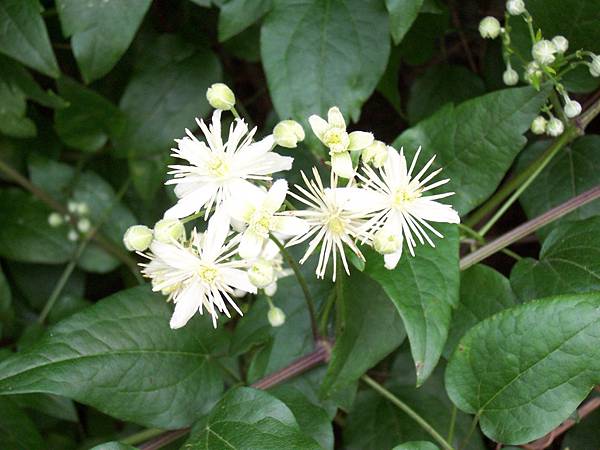 Clematis_vitalba