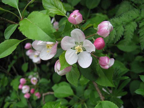 crabappleblosom