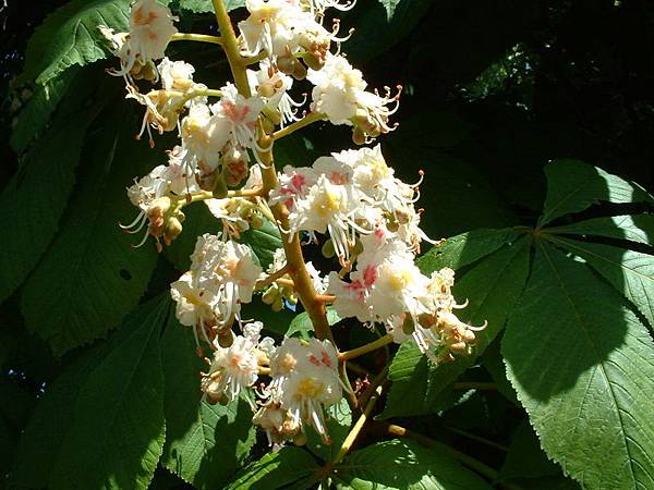 white-chestnut-flower