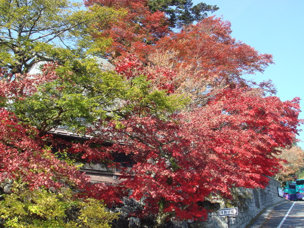 日光輪王寺楓葉