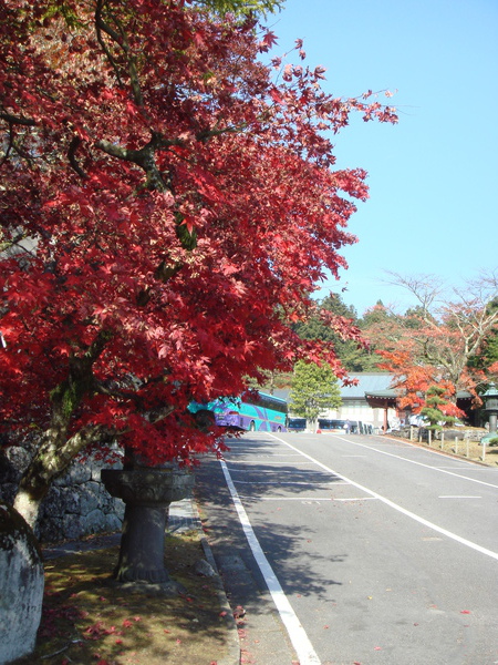 日光輪王寺楓葉