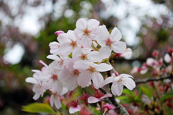 吉野櫻