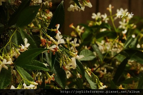 細梗絡石 Star-jasmine 4