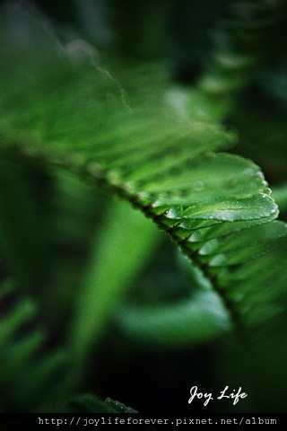 腎蕨/羊齒 (Tuberous Sword Fern) 2