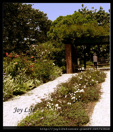 帕尼爾玫瑰園 (Parnell Rose Gardens)