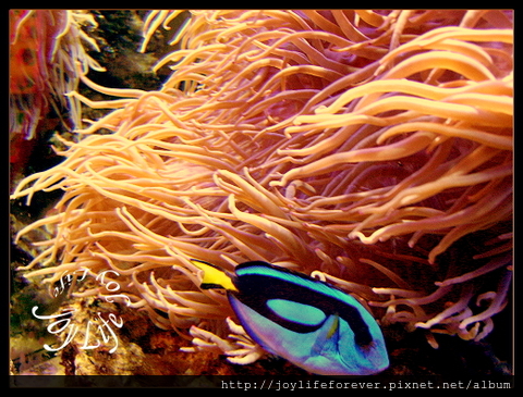 水族箱觀景~海底總動員的多莉