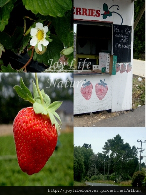 紐西蘭的草莓園1