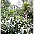 紐西蘭植物 phormium (1)