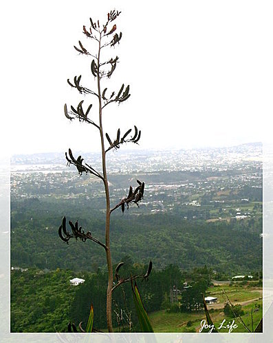 紐西蘭植物 phormium