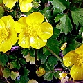 野地的花1 buttercups