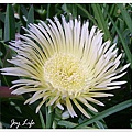 紐西蘭海邊的莫邪菊(Carpobrotus edulis).jpg