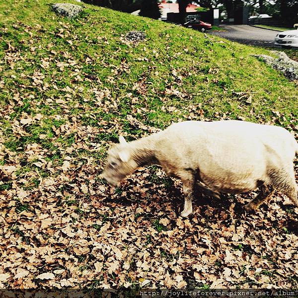 拍到正在吃草的羊，毛被剃光感覺好冷